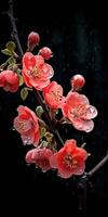 quince flowers on a dark background with dew drops. Generative AI photo