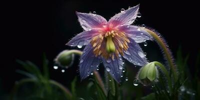 Pulsatilla flower with raindrops. Image for a poster or postcard. Generative AI photo