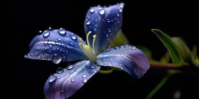 gorgeous periwinkle flower with raindrops. Generative AI photo