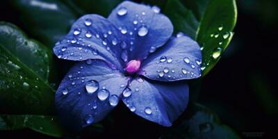 gorgeous periwinkle flower with raindrops. Generative AI photo