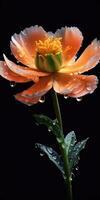 hermosa flor con gotas de lluvia en un oscuro antecedentes. foto para póster o fondo de pantalla. generativo ai