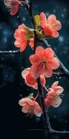 quince flowers on a dark background with dew drops. Generative AI photo