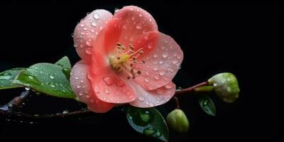 quince flowers on a dark background with dew drops. Generative AI photo