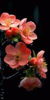 flowering branch of quince on a dark background. Generative AI photo