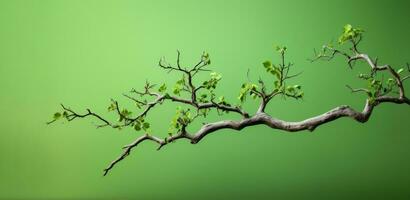 Branch with green leaves on green background. Minimalism. space for text. Generative AI photo