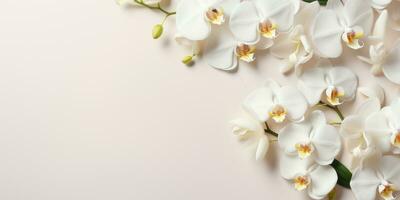 flores en un blanco orquídea rama en blanco fondo, espacio para texto o producto. generativo ai foto