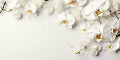 branch of a white orchid on white background, top view, space for text, Generative AI photo