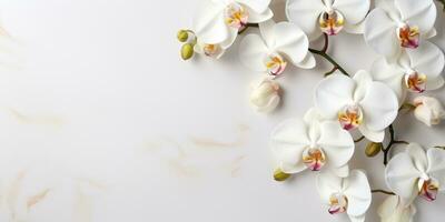 branch of a white orchid on white background, top view, space for text, Generative AI photo