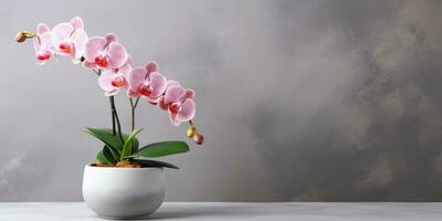 orchid in a flower pot on light background, flowering branch, marble background, Generative AI photo