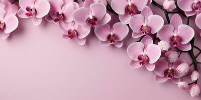 Orchids on a pink background, top view, space for text. Generative AI photo