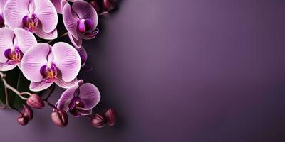 rosado orquídeas en un púrpura fondo, parte superior vista, espacio para texto. generativo ai foto