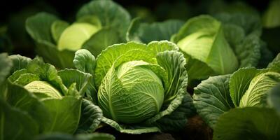 Soft focus of Big cabbage in the garden. Fresh cabbage from farmer's field. Generative AI photo