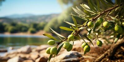 Green ripe olives on the branch tree. Generative AI photo