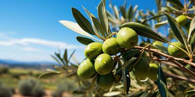 Green ripe olives on the branch tree. Generative AI photo