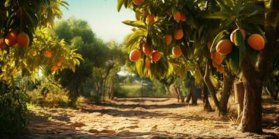 mango tree and mango garden,mango tree. Generative AI photo