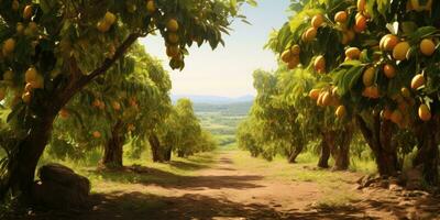 mango tree and mango garden,mango tree. Generative AI photo