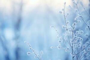 A snow-covered plant in close-up photo