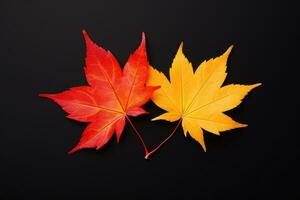 two vivid autumn leaves against a dark background photo