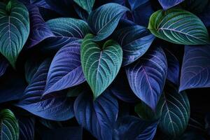 purple and green leaves photo