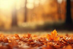 A fallen leaf in a serene park setting photo