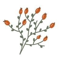 Hand-drawn twig with rose hips. Vector element isolated on white background.