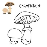 Contour and color drawing of an edible mushroom champignon with names for coloring. Isolated vector flat illustration. Edible mushrooms in forests, large and small, study, play, creativity on white