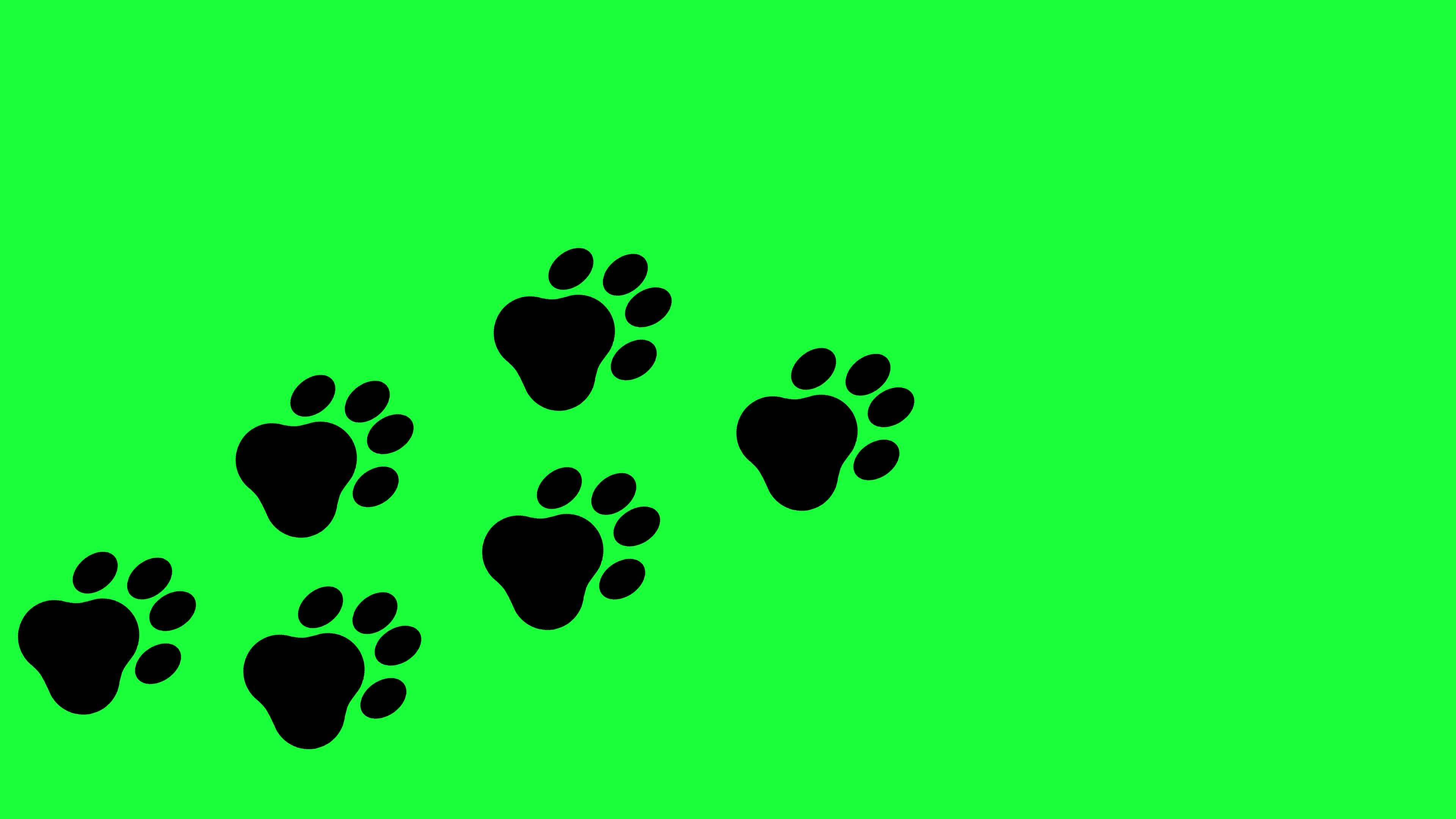 Trail of paw prints on green screen background. Black canine