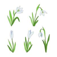 Snowdrops set isolated Spring time flower. vector