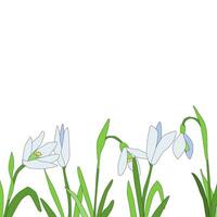 Snowdrops Spring time flower. Vector background