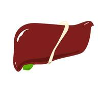 isolated human liver color icon in a flat style vector