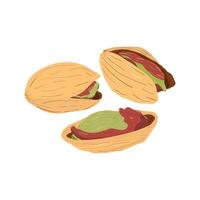 A group of three pistachio nuts. Pistachio kernels in shells. Colorful flat illustration. Isolated on white background. vector