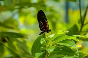 el belleza de el colores y modelo de un mariposa foto