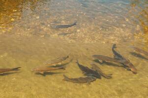 Fish in a transparent green water lake photo