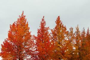 The natural beauty of autumn colors and falling leaves photo