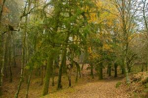 The natural beauty of autumn colors and falling leaves photo