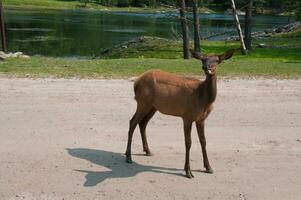 ciervo en un naturaleza reserva en Canadá foto