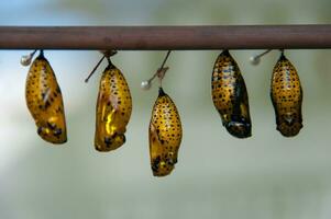 Butterfly nursery still in the cocoon photo