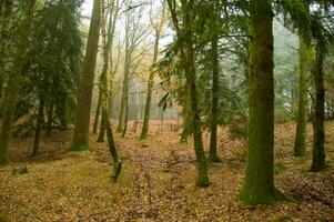 The natural beauty of autumn colors and falling leaves photo