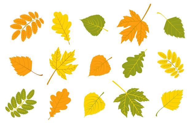 Set of autumn colorful leaves. Maple, birch leaves. Rowan and walnut leaves. Oak leaves. In the set on a white background