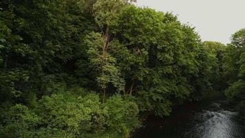 das Kamera Entfernungen selbst entlang das Kurs von das Fluss vilnia Fluss im bernardinai Garten im vilnius Litauen. 4k Aufnahmen video