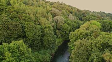 fliegend Über Bäume und das Neris Fluss im ein Stadt Park im Vilnius. 4k Aufnahmen video