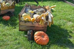 Ripe pumpkins in a cart photo