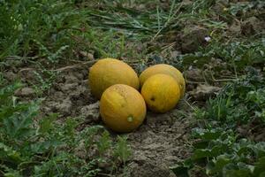 Melons, plucked from the garden, lay together on the ground photo