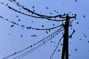 Silhouettes of swallows on wires. at sunset wire and swallows photo