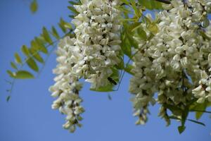 floración acacia blanco uvas foto