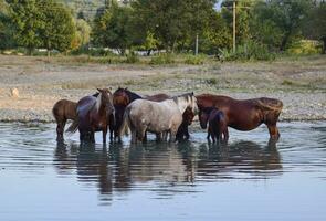 Horses walk in line with a shrinking river. The life of horses photo