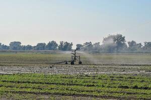 irrigación sistema en el campo de melones riego el campos. aspersor foto