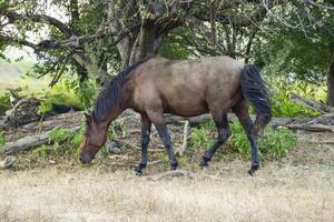 Horses walk in line with a shrinking river. The life of horses photo