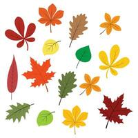 autumn leaves collection vector