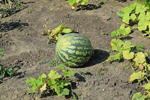 The growing water-melon in the field photo